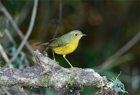 robin - beautiful female Golden Bush-Robin (Tarsiger chrysaeus) in Thai forest Stock Photo - Budget Royalty-Free & Subscription, Code: 400-07319993