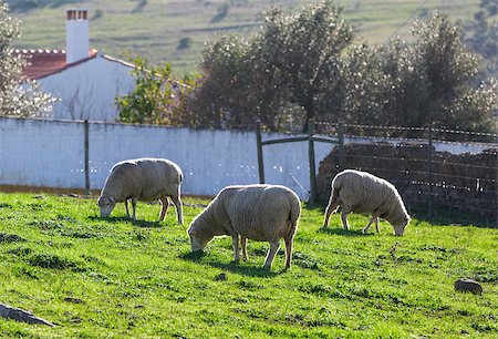 simsearch:400-05724021,k - Group White Sheep Grazing on Green Meadow Stock Photo - Budget Royalty-Free & Subscription, Code: 400-07310254