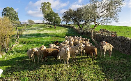 simsearch:400-05724021,k - Group White Sheep Grazing on Green Meadow Stock Photo - Budget Royalty-Free & Subscription, Code: 400-07310256