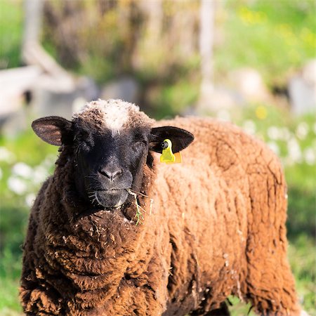 simsearch:400-05724021,k - Brown Woolly Sheep on Green Meadow background Stock Photo - Budget Royalty-Free & Subscription, Code: 400-07310252