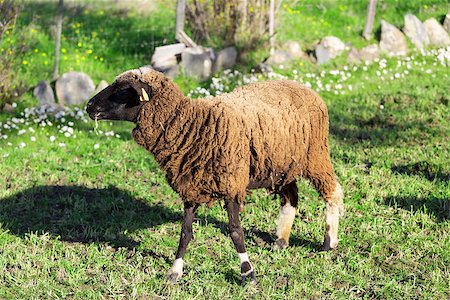 simsearch:400-05724021,k - Brown Woolly Sheep on Green Meadow background Stock Photo - Budget Royalty-Free & Subscription, Code: 400-07310253