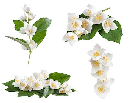 flower birthday background - Set of jasmine flowers isolated on white background Stock Photo - Budget Royalty-Free & Subscription, Code: 400-07313936