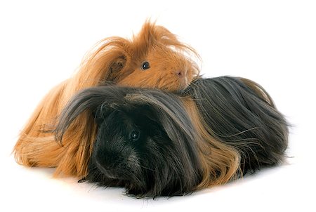 Peruvian Guinea Pigs in front of white background Stock Photo - Budget Royalty-Free & Subscription, Code: 400-07326885