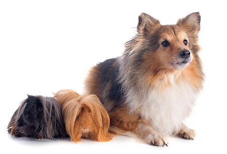 shetland sheepdog - Peruvian Guinea Pig and shetland sheepdog in front of white background Stock Photo - Budget Royalty-Free & Subscription, Code: 400-07326886
