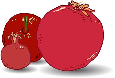 simsearch:400-07329068,k - Vector illustration coloring page of Pomegranates for Rosh Hashanah the Jewish New Year. Stock Photo - Budget Royalty-Free & Subscription, Code: 400-07329070