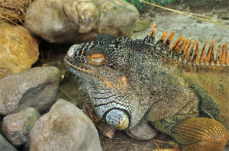 simsearch:400-05181065,k - Green iguana reptile closeup. Exotic animal closeup. Stock Photo - Budget Royalty-Free & Subscription, Code: 400-07320367
