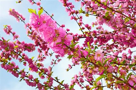 Sakura in springtime. Flowering Japanese Cherry shoots on a background of sky Stock Photo - Budget Royalty-Free & Subscription, Code: 400-07320538