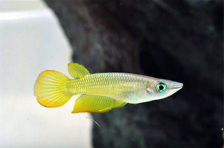simsearch:400-05123541,k - A close up portrait shot of a yellow killi fish Stock Photo - Budget Royalty-Free & Subscription, Code: 400-07321175