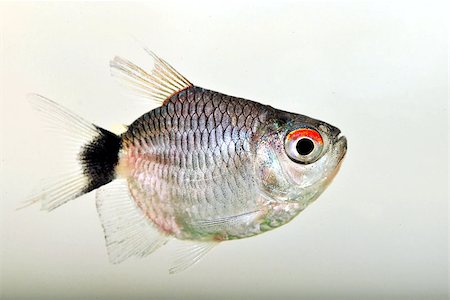 simsearch:400-05123541,k - A close up portrait of a red eye tetra fish Stock Photo - Budget Royalty-Free & Subscription, Code: 400-07321177