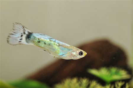 simsearch:400-05123541,k - A close up portrait shot of a guppy Stock Photo - Budget Royalty-Free & Subscription, Code: 400-07321172