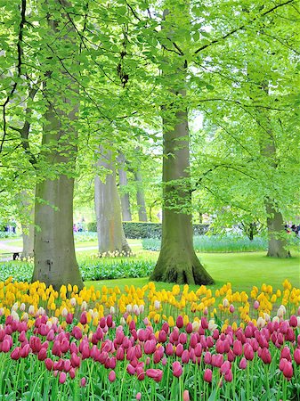 Tulips in garden in spring time Stock Photo - Budget Royalty-Free & Subscription, Code: 400-07321767