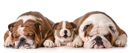 dogs misbehaving - three bulldogs - father is two, son is 10 weeks and grandfather is 4 isolated on white background Stock Photo - Budget Royalty-Free & Subscription, Code: 400-07337610