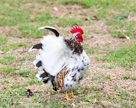 simsearch:400-05709593,k - White Bantam  on grass in Countryside from thailand Stock Photo - Budget Royalty-Free & Subscription, Code: 400-07330548