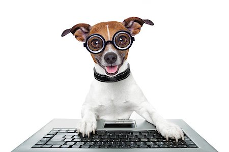 simsearch:400-08164465,k - silly computer dog looking directly at you Stock Photo - Budget Royalty-Free & Subscription, Code: 400-07405483