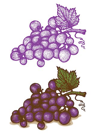 simsearch:400-06923729,k - Illustrations of grapes in retro style Stock Photo - Budget Royalty-Free & Subscription, Code: 400-07405586
