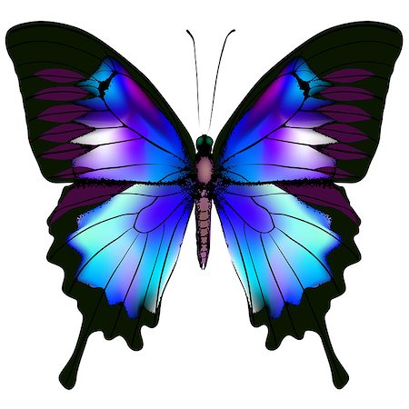 Butterfly isolated blue vector illustration Stock Photo - Budget Royalty-Free & Subscription, Code: 400-07407296