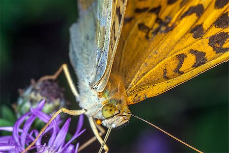 simsearch:632-05760615,k - butterfly eating on a flower in a meadow Stock Photo - Budget Royalty-Free & Subscription, Code: 400-07408916