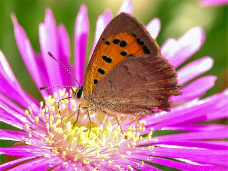 simsearch:632-05760615,k - butterfly eating on a flower in a meadow Stock Photo - Budget Royalty-Free & Subscription, Code: 400-07408918