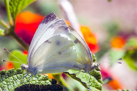 simsearch:632-05760615,k - butterfly eating on a flower in a meadow Stock Photo - Budget Royalty-Free & Subscription, Code: 400-07408913