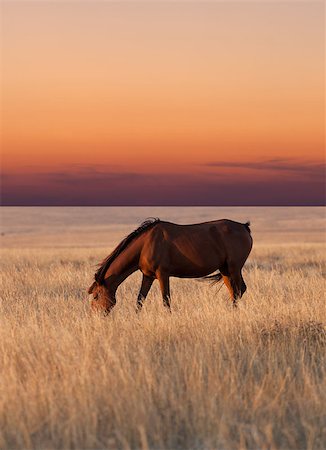 steppe - Horse grazing in pasture at sunset Stock Photo - Budget Royalty-Free & Subscription, Code: 400-07409303