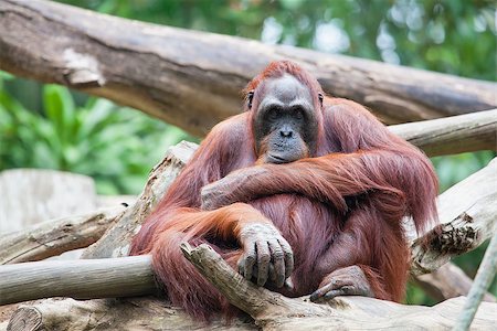 Sumatran Orang Utan Sitting and Staring Stock Photo - Budget Royalty-Free & Subscription, Code: 400-07409646