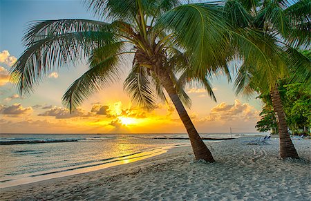 paradise sunset beach - Beautiful sunset over the sea with a view at palms on the white beach on a Caribbean island of Barbados Stock Photo - Budget Royalty-Free & Subscription, Code: 400-07414345