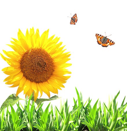 simsearch:400-06069768,k - Sunflower, green grass and butterflies. Isolated on white background Stock Photo - Budget Royalty-Free & Subscription, Code: 400-07414618