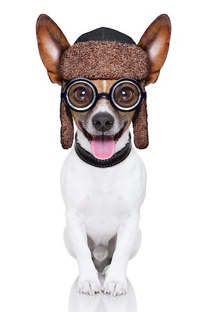 crazy silly dog with funny glasses showing tongue full body Stock Photo - Budget Royalty-Free & Subscription, Code: 400-07414647