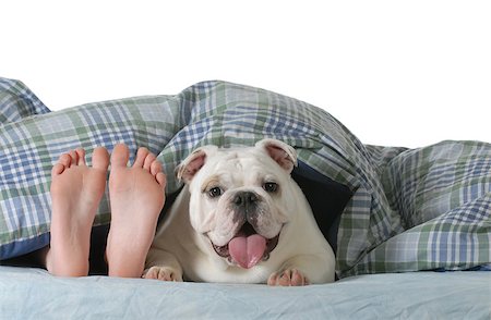 friends kids feet - dog in bed - child's feed laying under the covers with happy english bulldog beside her isolated on white background Stock Photo - Budget Royalty-Free & Subscription, Code: 400-07416833