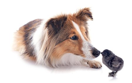 simsearch:400-06391487,k - portrait of a purebred shetland dog and chick in front of white background Stock Photo - Budget Royalty-Free & Subscription, Code: 400-07417347