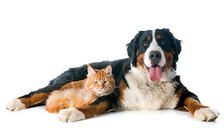 portrait of a purebred bernese mountain dog and maine coon cat in front of white background Stock Photo - Budget Royalty-Free & Subscription, Code: 400-07417353
