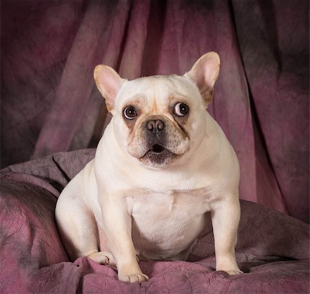 french bulldog - french bulldog with silly expression on purple background Stock Photo - Budget Royalty-Free & Subscription, Code: 400-07417636