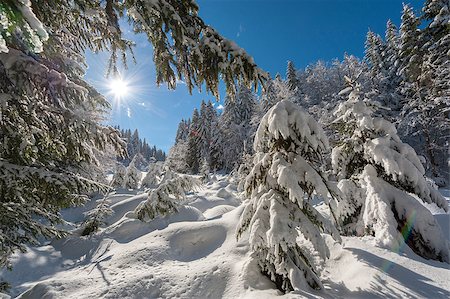 Sunny day after fresh snowfall in the forest. Stock Photo - Budget Royalty-Free & Subscription, Code: 400-07418067