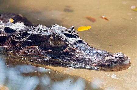 simsearch:400-05123541,k - A closeup of the head of a crocodile Stock Photo - Budget Royalty-Free & Subscription, Code: 400-07419606