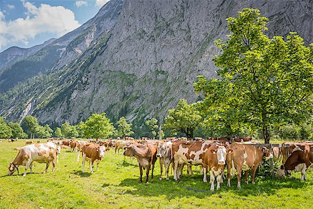 simsearch:400-05151981,k - Image of a flock of cows in alps in summer Foto de stock - Super Valor sin royalties y Suscripción, Código: 400-07410204