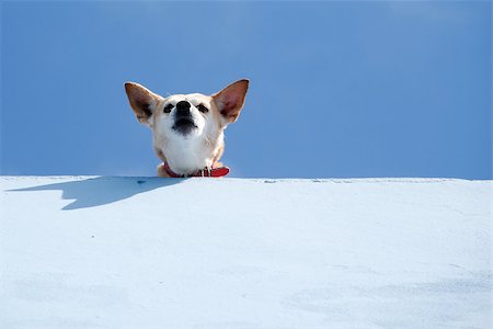 sentinel - Guard dog on roof is looking down. Stock Photo - Budget Royalty-Free & Subscription, Code: 400-07411296