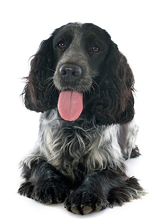 simsearch:400-07421530,k - black and gray english cocker in a studio Stock Photo - Budget Royalty-Free & Subscription, Code: 400-07413137
