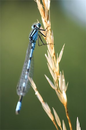 damselfly - macro of a damselfly on dry grass Stock Photo - Budget Royalty-Free & Subscription, Code: 400-07424941