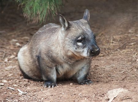 native australian Wombat sitting and looking out for something Stock Photo - Budget Royalty-Free & Subscription, Code: 400-07425497