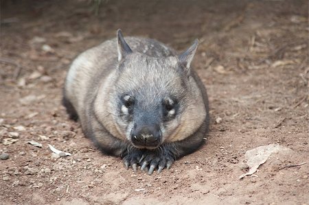 simsearch:400-05354986,k - native australian Wombat lying and looking out for something Stock Photo - Budget Royalty-Free & Subscription, Code: 400-07425498
