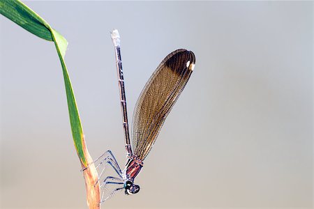 simsearch:400-04710191,k - Dragonfly resting on a leaf in a meadow Stock Photo - Budget Royalty-Free & Subscription, Code: 400-07425976