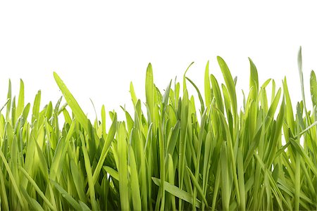 fresh oat sprouts with water drops border, white background Stock Photo - Budget Royalty-Free & Subscription, Code: 400-07426249