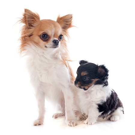 simsearch:400-07421530,k - puppy and adult chihuahua in front of white background Stock Photo - Budget Royalty-Free & Subscription, Code: 400-07426689