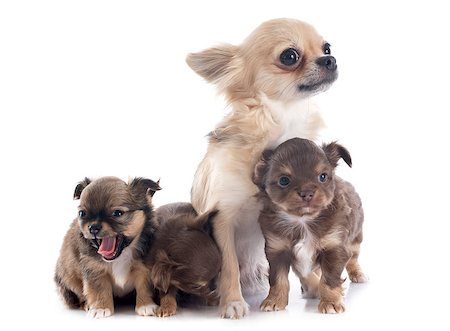 simsearch:400-07421530,k - puppies and adult chihuahua in front of white background Stock Photo - Budget Royalty-Free & Subscription, Code: 400-07426698