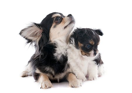 simsearch:400-07421530,k - puppy and adult chihuahua in front of white background Stock Photo - Budget Royalty-Free & Subscription, Code: 400-07426690