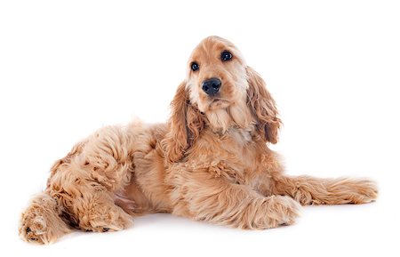 simsearch:400-07421530,k - portrait of a  purebred puppy english cocker in a studio Stock Photo - Budget Royalty-Free & Subscription, Code: 400-07426769