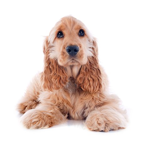 simsearch:400-07421530,k - portrait of a  purebred puppy english cocker in a studio Stock Photo - Budget Royalty-Free & Subscription, Code: 400-07426761