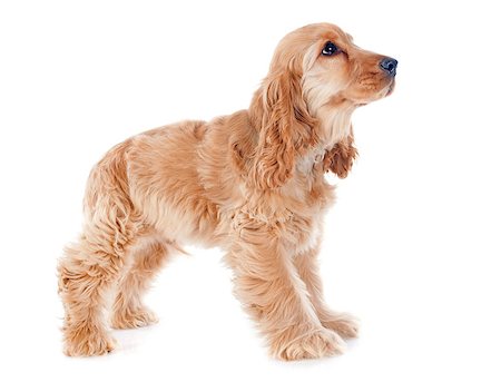 simsearch:400-07421530,k - portrait of a  purebred puppy english cocker in a studio Stock Photo - Budget Royalty-Free & Subscription, Code: 400-07426763