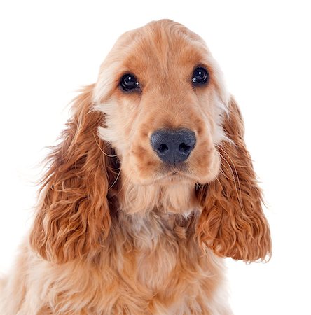 simsearch:400-07421530,k - portrait of a  purebred puppy english cocker in a studio Stock Photo - Budget Royalty-Free & Subscription, Code: 400-07426772