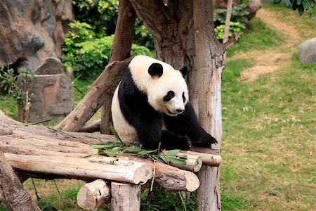 simsearch:400-08154053,k - Big panda in zoo Hong Kong Stock Photo - Budget Royalty-Free & Subscription, Code: 400-07426921